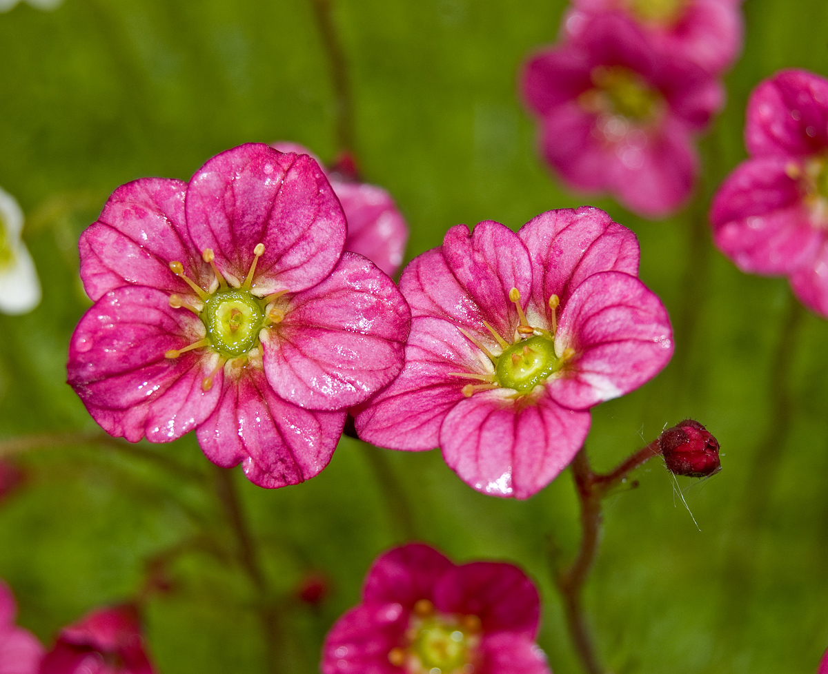 Изображение особи Saxifraga &times; arendsii.