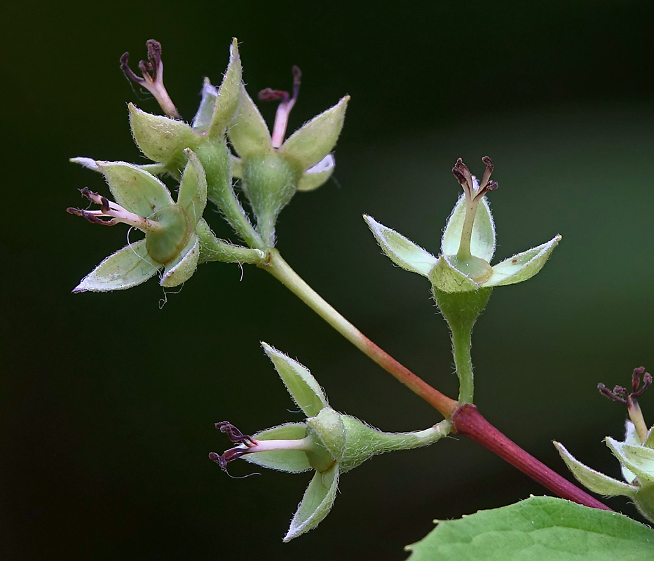 Image of Philadelphus pubescens specimen.