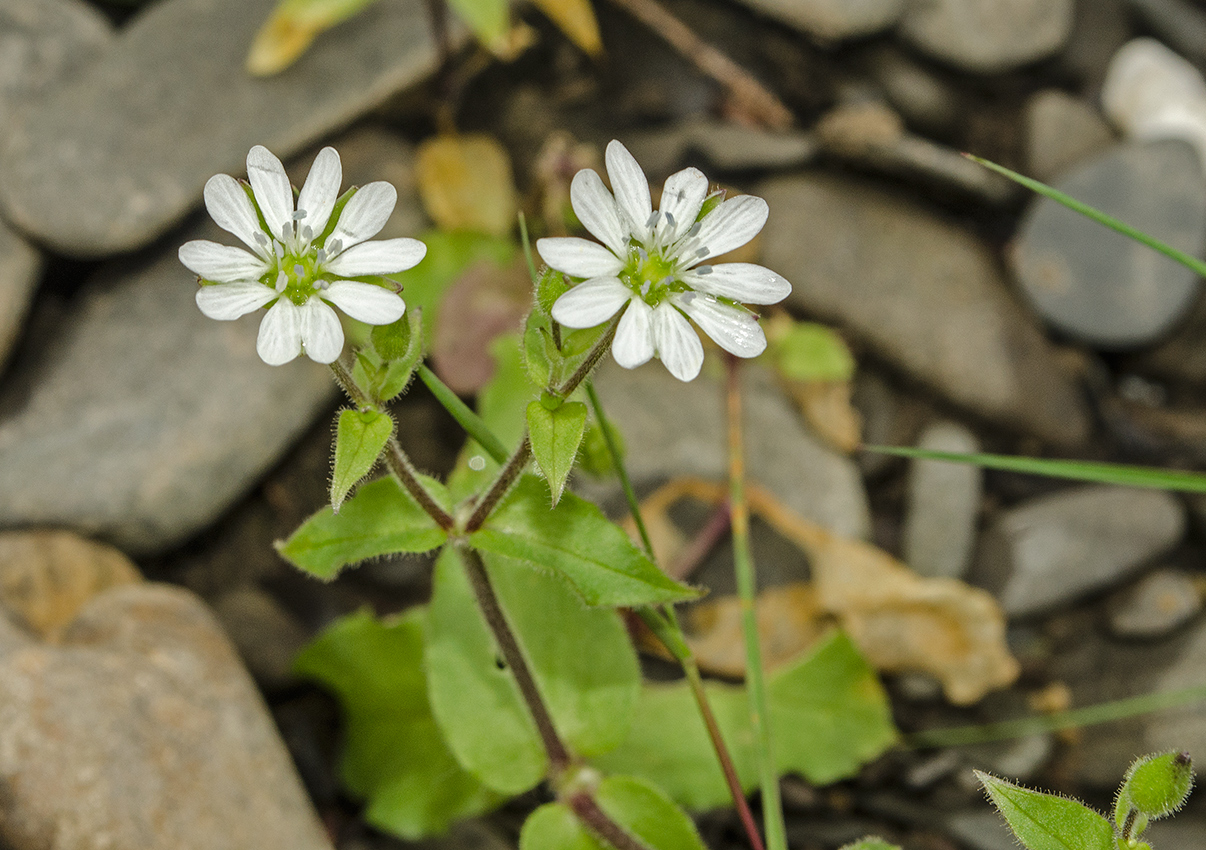 Изображение особи Myosoton aquaticum.