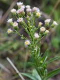 Erigeron acris