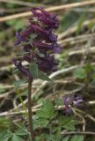 Corydalis solida