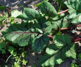 Erodium botrys