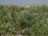 Phelypaea coccinea