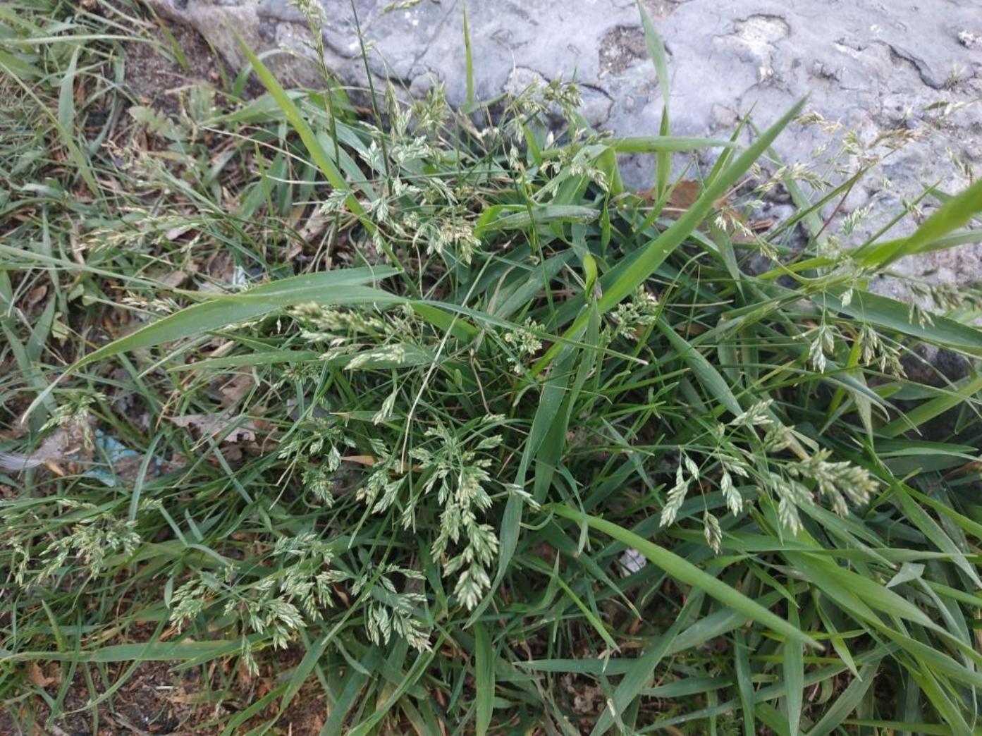 Image of genus Poa specimen.