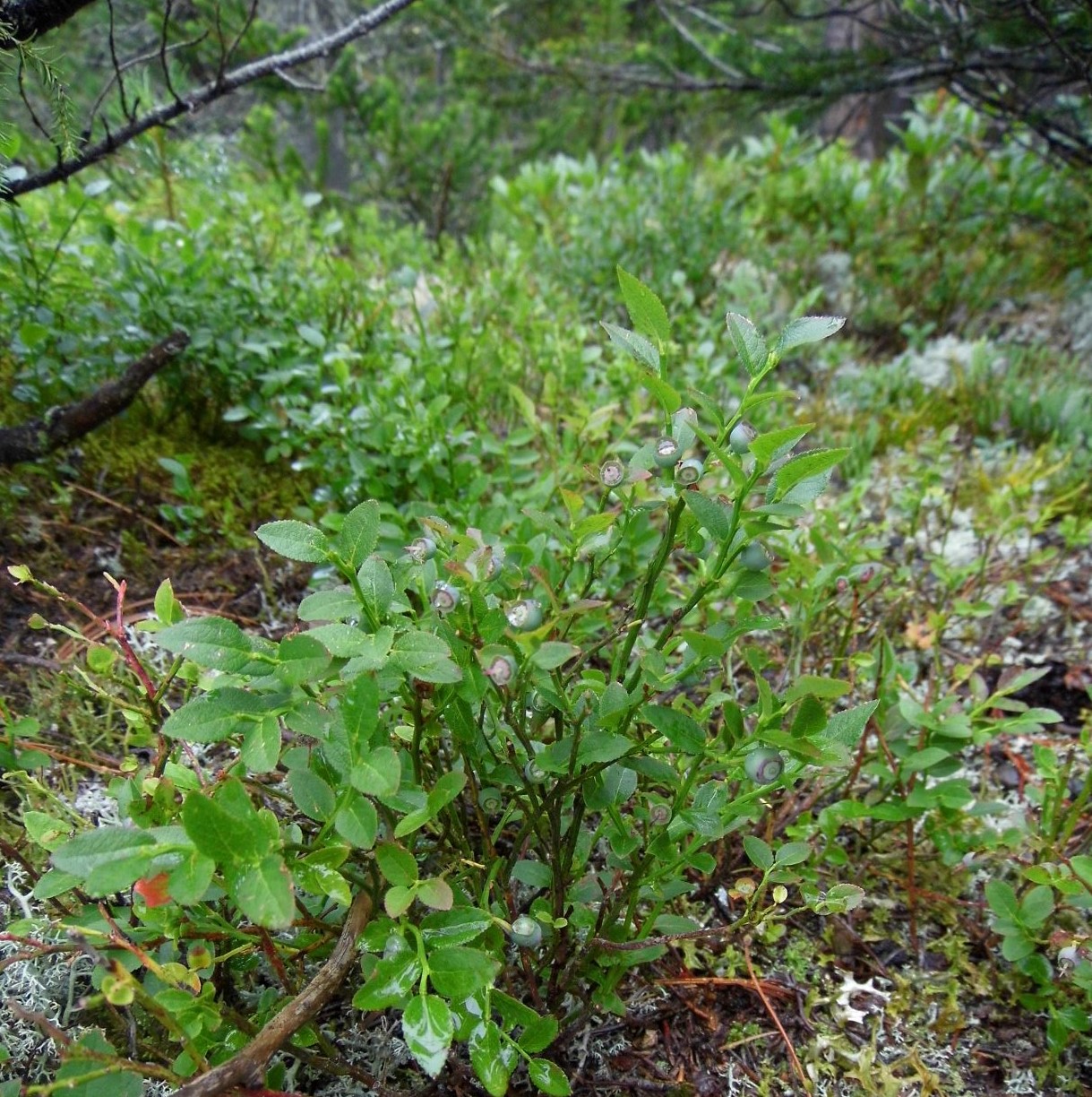 Image of Vaccinium myrtillus specimen.