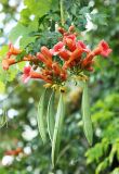 Campsis grandiflora