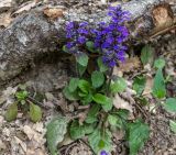 Ajuga reptans