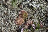 Orostachys spinosa. Растение в начале вегетации. Бурятия, Кижингинский р-н, окр. с. Кижинга, падь Сужа, склон каменистой сопки. 19.05.2021.