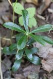 Chimaphila umbellata