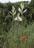 Lilium candidum