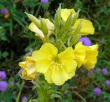 Oenothera biennis