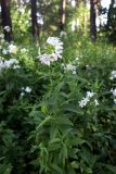 Saponaria officinalis