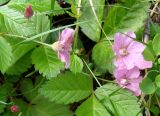 Rubus arcticus