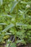 Rhinanthus подвид aristatus