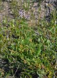 Astragalus sulcatus. Цветущее растение в сообществе с Atriplex. Алтайский край, Романовский р-н, окр. с. Гуселетово, берег оз. Мормышанское, край солончака. 26.06.2021.