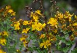 Hypericum perforatum