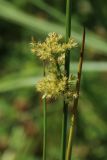 Juncus effusus