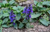 Ajuga genevensis. Цветущее растение. Чечня, Итум-Калинский р-н, окр. с. Ведучи, ≈ 1500 м н.у.м., каменистый участок лугового склона. 26.07.2022.