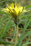 Taraxacum thracicum. Соцветие. Крым, Севастополь, окр. м. Фиолент. 11 апреля 2009 г.