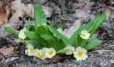 Primula vulgaris. Цветущее растение. Крым, Ангарский перевал. 30.04.2011.