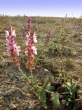 Salvia tesquicola