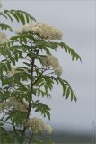 Sorbus aucuparia subspecies glabrata. Верхушка побега с соцветиями. Мурманская обл., Ловозерский р-н, окр. горы Макзапахк (Макзабак). 01.07.2011.