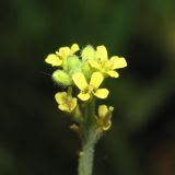 Sisymbrium officinale