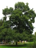 Carya ovata. Отдельно растущее взрослое дерево. ФРГ, Нижняя Саксония, Ольденбург, ботанический сад Ольденбургского университета. 1 сентября 2007 г.