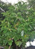 Morinda citrifolia. Крона дерева. Таиланд, остров Пханган. 22.06.2013.