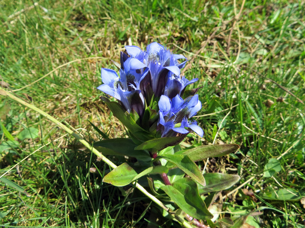 Изображение особи Gentiana septemfida.