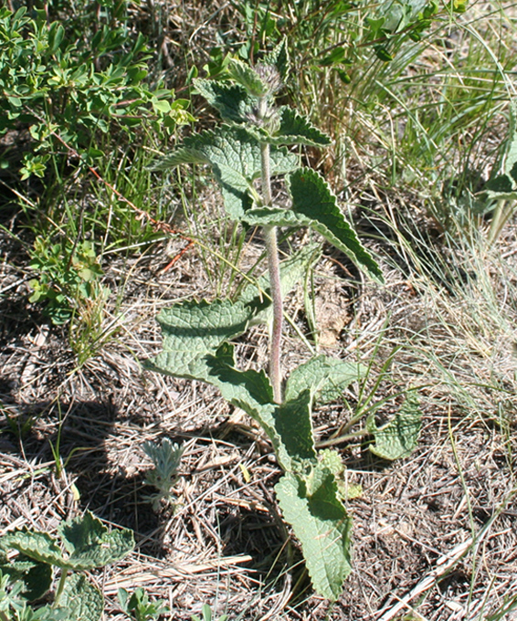 Image of Phlomoides agraria specimen.