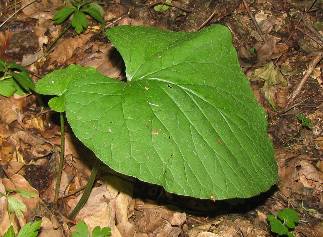 Изображение особи Symphytum cordatum.