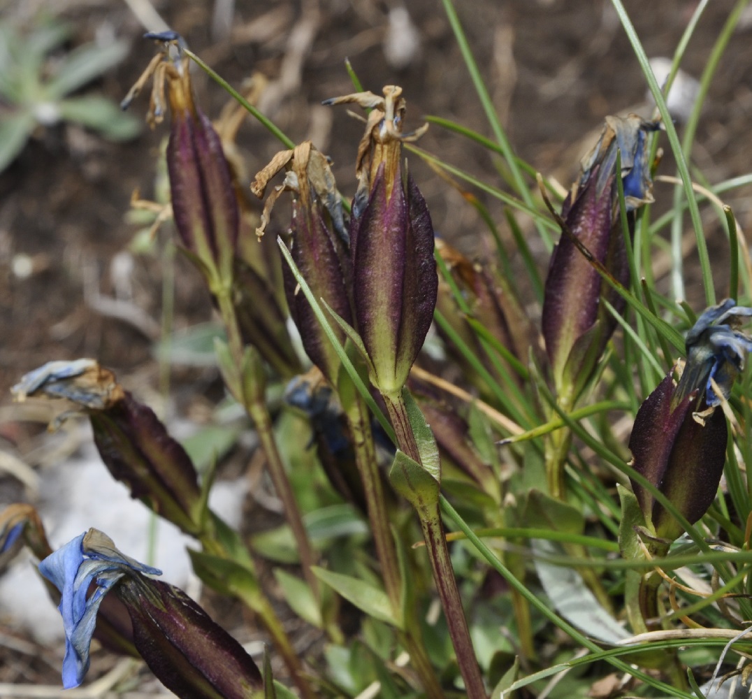 Изображение особи Gentiana verna ssp. balcanica.