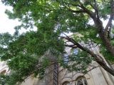Sorbus domestica. Ветви дерева. Крым, Севастополь, около здания музея Херсонеса. 11.09.2014.