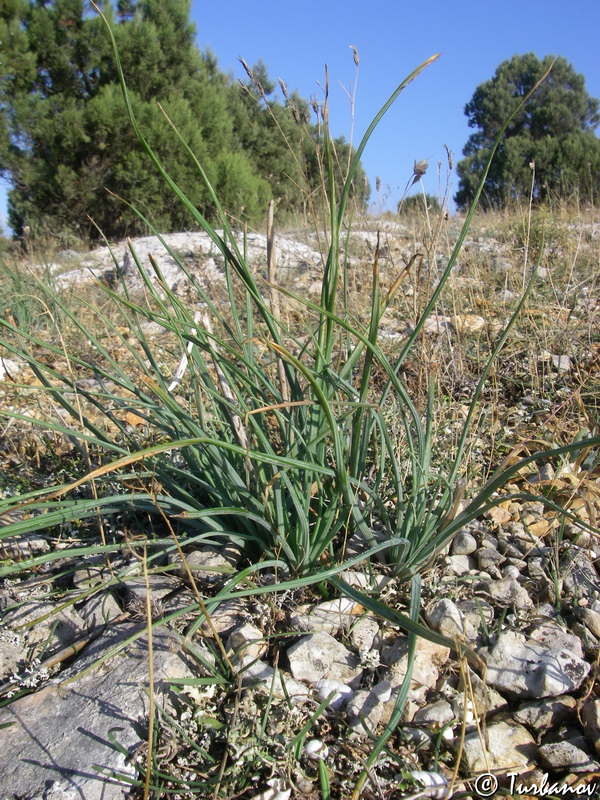 Изображение особи Asphodeline taurica.