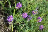 Astragalus onobrychis