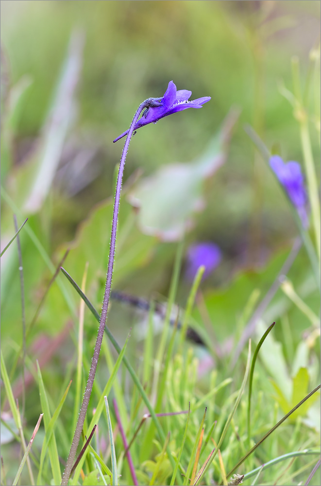 Изображение особи Pinguicula vulgaris.