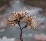 Inula conyza. Соплодия с разлетающимися семянками. Адыгея, окр. пос. Гузерипль, р. Белая, Гранитное ущелье, ≈ 650 м н.у.м., на скале. 01.11.2015.