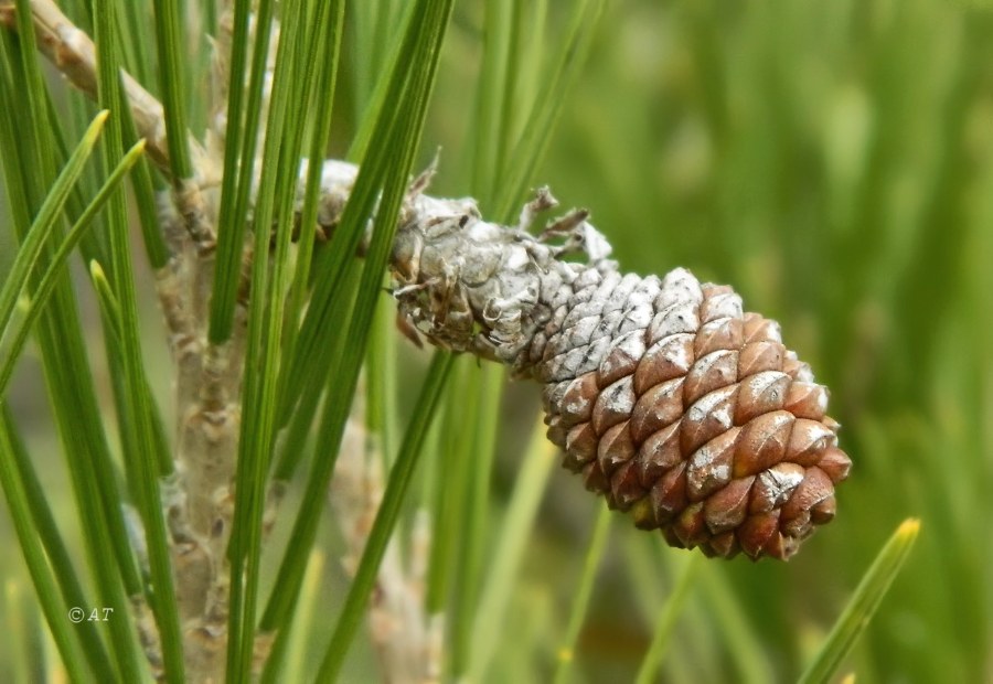 Изображение особи Pinus halepensis.