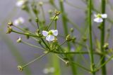 Alisma plantago-aquatica. Верхушка побега с цветком, бутонами и завязавшимися плодами. Ленинградская обл., Волосовский р-н, окр. дер. Редкино, низкий сырой берег р. Вруда. 12.07.2015.