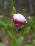 Cypripedium guttatum