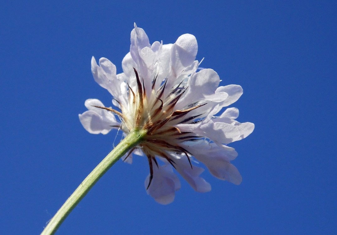 Изображение особи Cephalaria transsylvanica.