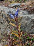 Gentiana triflora. Верхушка побега с увядающим соцветием и листьями в осенней окраске. Приморье, Шкотовский р-н, окр. с. Анисимовка, хребет Ливадийский, гора Литовка, 1279 м н.у.м., на каменистой вершине хребта. 24.09.2016.