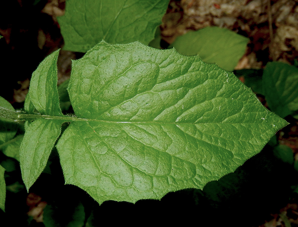 Image of Lapsana intermedia specimen.