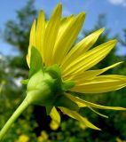 Silphium perfoliatum