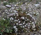 Minuartia recurva