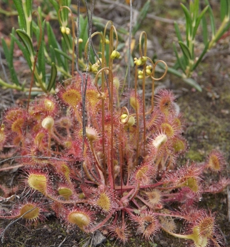 Изображение особи Drosera rotundifolia.