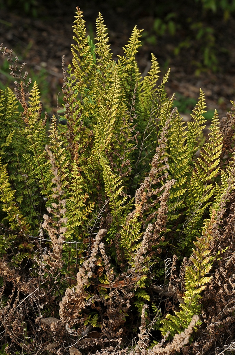 Изображение особи Cheilanthes hirta.