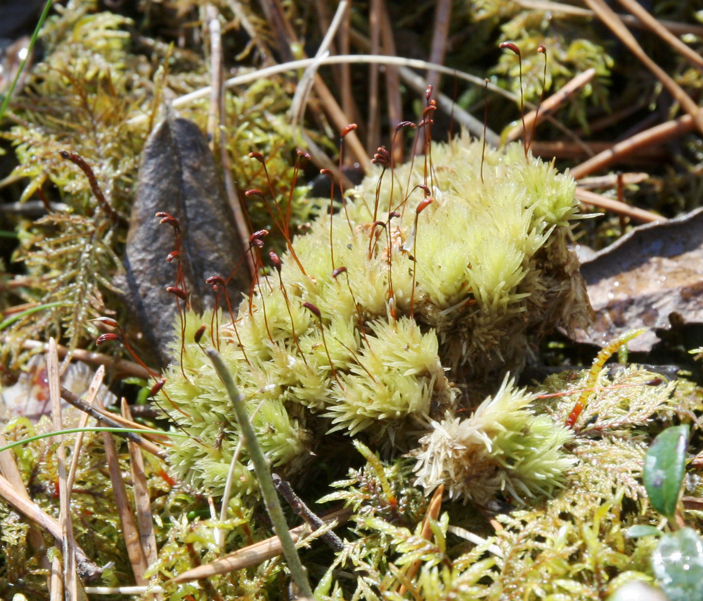 Изображение особи Leucobryum glaucum.