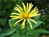 Doronicum austriacum